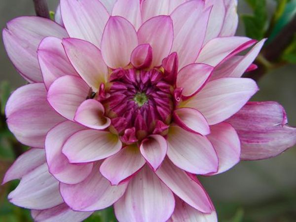 Varieties of dahlias with names, descriptions and photos + general biological portrait and classification of decorative culture