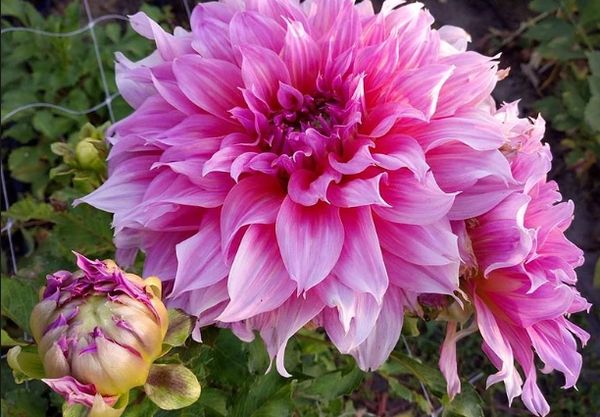 Varieties of dahlias with names, descriptions and photos + general biological portrait and classification of decorative culture