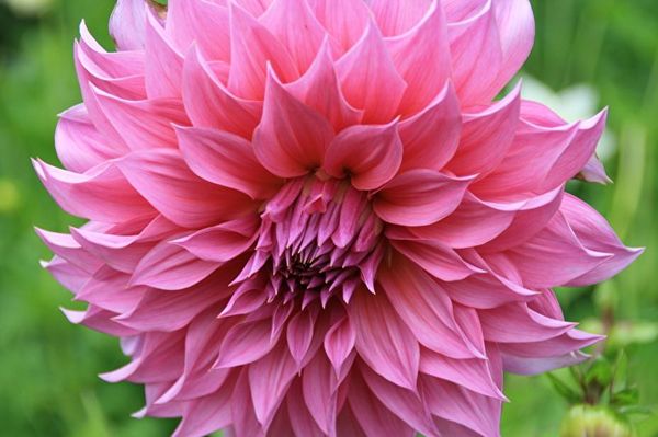 Varieties of dahlias with names, descriptions and photos + general biological portrait and classification of decorative culture