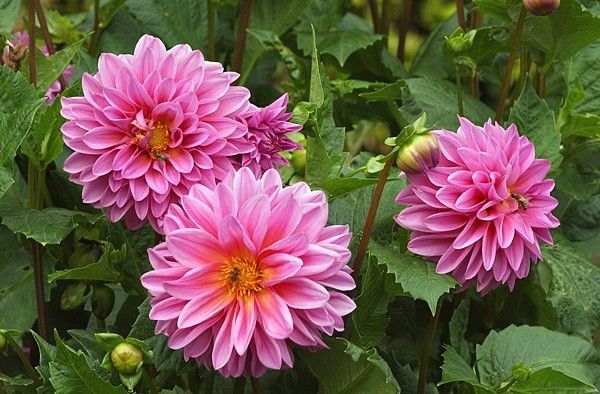 Varieties of dahlias with names, descriptions and photos + general biological portrait and classification of decorative culture