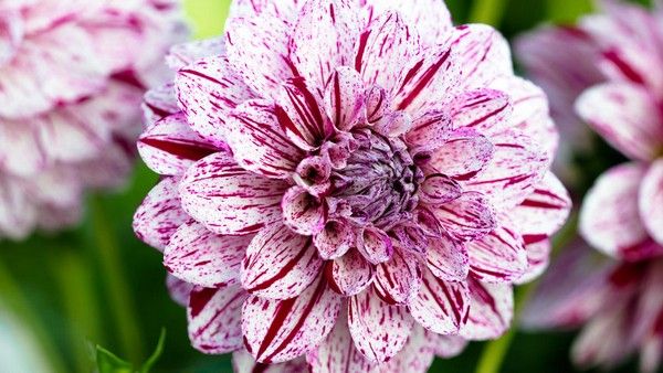 Varieties of dahlias with names, descriptions and photos + general biological portrait and classification of decorative culture