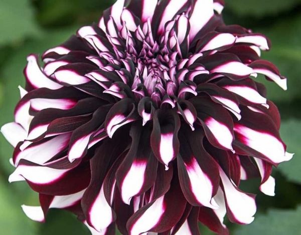 Varieties of dahlias with names, descriptions and photos + general biological portrait and classification of decorative culture