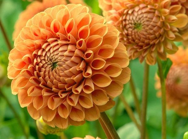 Varieties of dahlias with names, descriptions and photos + general biological portrait and classification of decorative culture