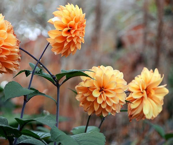 Varieties of dahlias with names, descriptions and photos + general biological portrait and classification of decorative culture