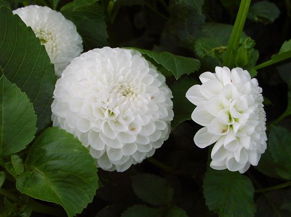 Varieties of dahlias with names, descriptions and photos + general biological portrait and classification of decorative culture