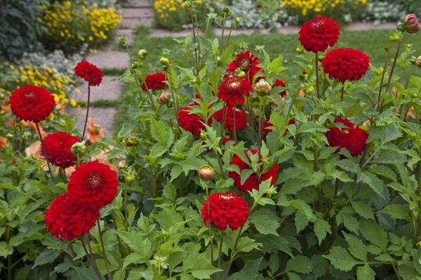 Varieties of dahlias with names, descriptions and photos + general biological portrait and classification of decorative culture