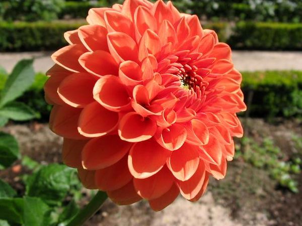 Varieties of dahlias with names, descriptions and photos + general biological portrait and classification of decorative culture