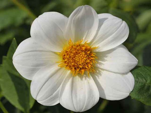 Varieties of dahlias with names, descriptions and photos + general biological portrait and classification of decorative culture