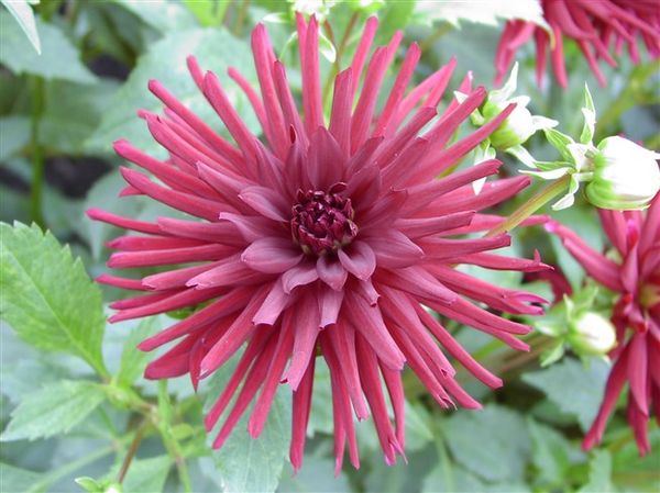 Varieties of dahlias with names, descriptions and photos + general biological portrait and classification of decorative culture