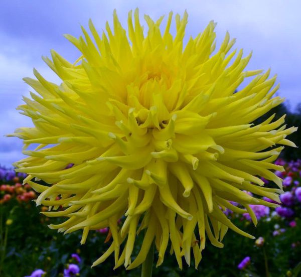 Varieties of dahlias with names, descriptions and photos + general biological portrait and classification of decorative culture