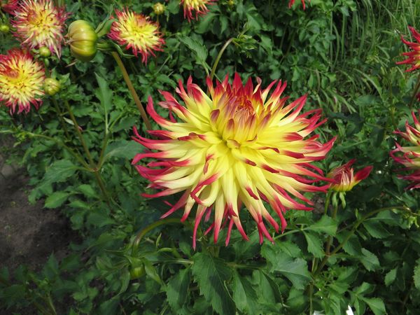 Varieties of dahlias with names, descriptions and photos + general biological portrait and classification of decorative culture