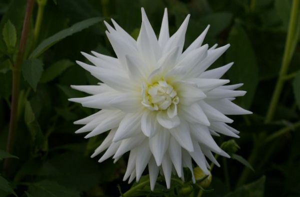 Varieties of dahlias with names, descriptions and photos + general biological portrait and classification of decorative culture