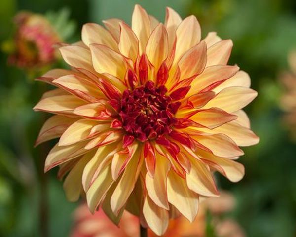 Varieties of dahlias with names, descriptions and photos + general biological portrait and classification of decorative culture