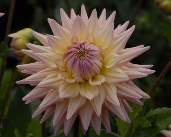 Varieties of dahlias with names, descriptions and photos + general biological portrait and classification of decorative culture