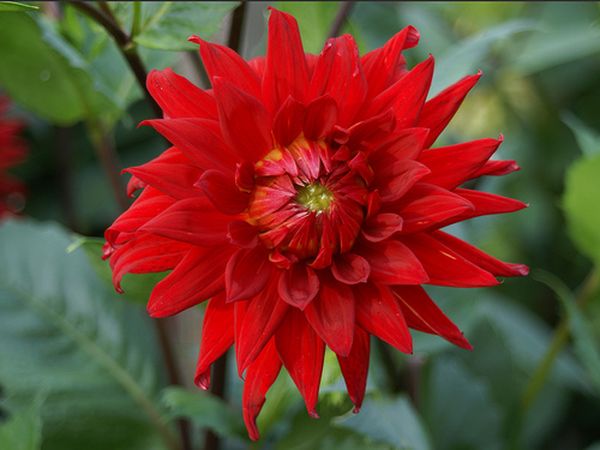 Varieties of dahlias with names, descriptions and photos + general biological portrait and classification of decorative culture