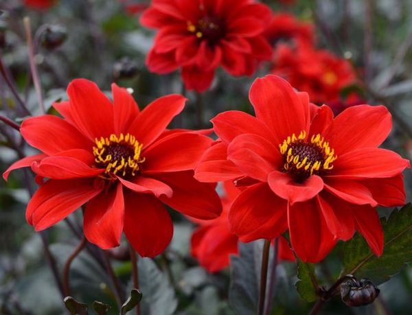 Varieties of dahlias with names, descriptions and photos + general biological portrait and classification of decorative culture