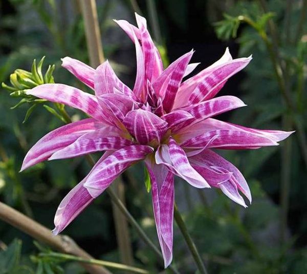 Varieties of dahlias with names, descriptions and photos + general biological portrait and classification of decorative culture