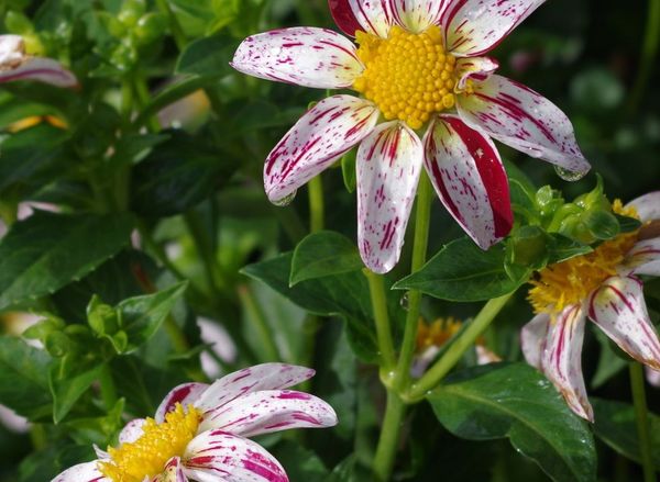 Varieties of dahlias with names, descriptions and photos + general biological portrait and classification of decorative culture