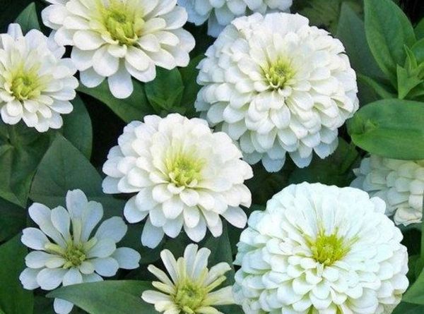 Varieties of dahlias with names, descriptions and photos + general biological portrait and classification of decorative culture