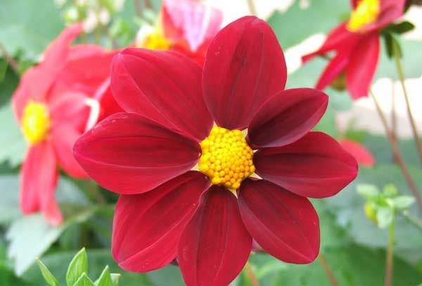 Varieties of dahlias with names, descriptions and photos + general biological portrait and classification of decorative culture