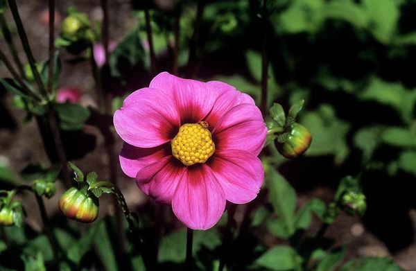 Varieties of dahlias with names, descriptions and photos + general biological portrait and classification of decorative culture