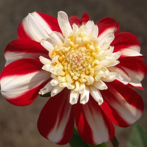 Varieties of dahlias with names, descriptions and photos + general biological portrait and classification of decorative culture