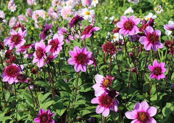 Varieties of dahlias with names, descriptions and photos + general biological portrait and classification of decorative culture