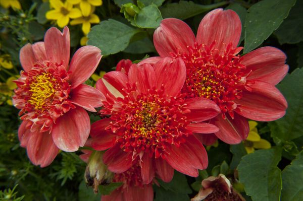 Varieties of dahlias with names, descriptions and photos + general biological portrait and classification of decorative culture