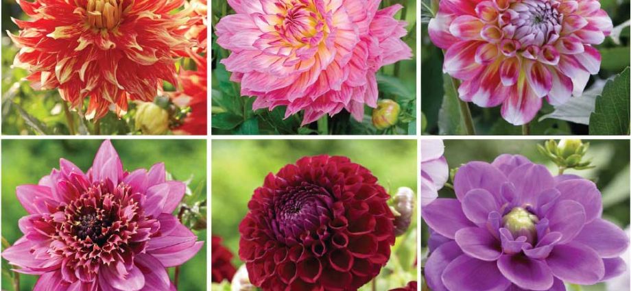 Varieties of dahlias with names, descriptions and photos + general biological portrait and classification of decorative culture