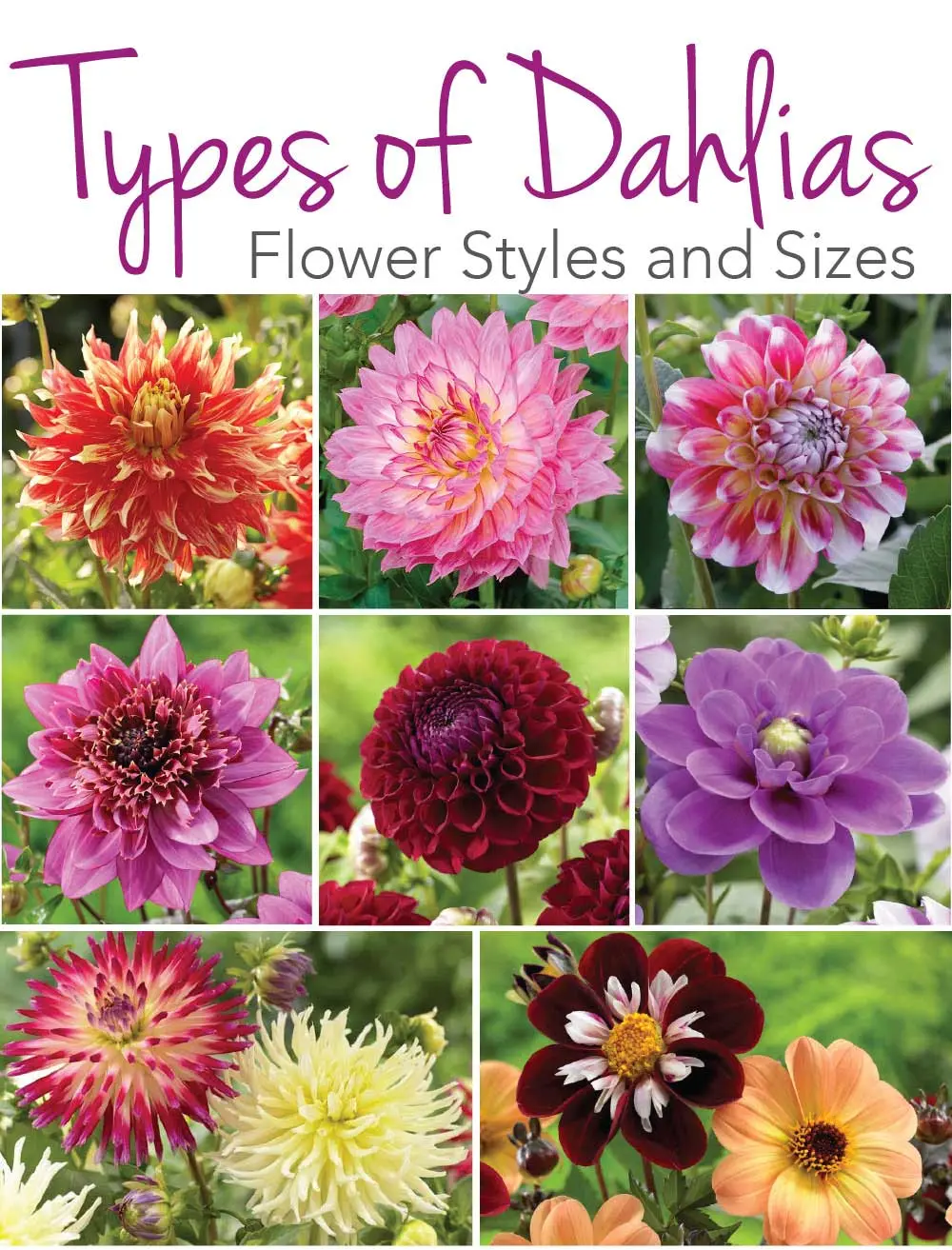 Varieties of dahlias with names, descriptions and photos + general biological portrait and classification of decorative culture