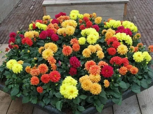 Varieties of dahlias with photos and descriptions