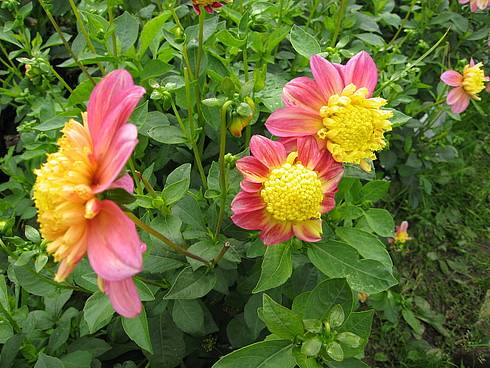 Varieties of dahlias with photos and descriptions