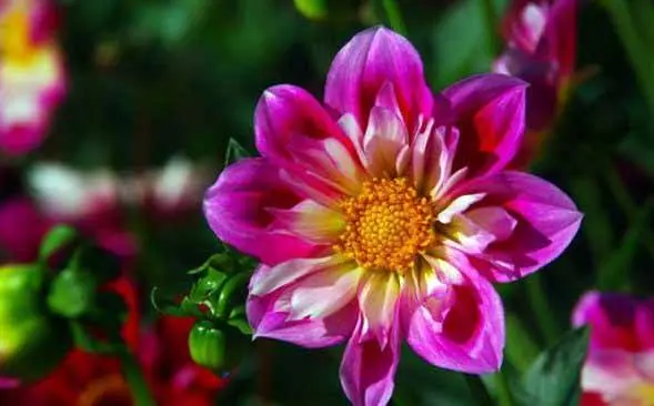 Varieties of dahlias with photos and descriptions