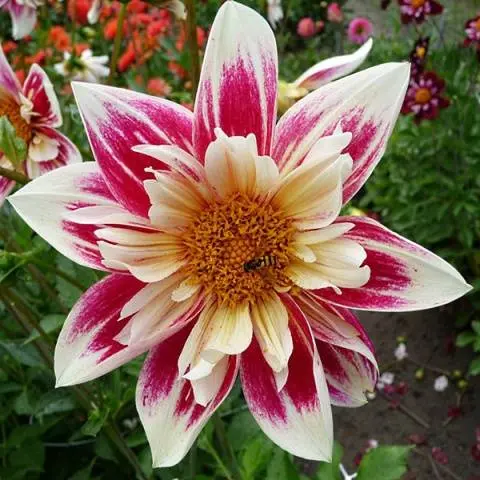 Varieties of dahlias with photos and descriptions