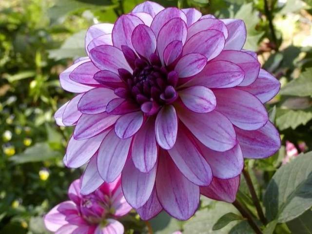 Varieties of dahlias with photos and descriptions