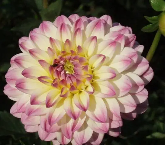 Varieties of dahlias with photos and descriptions