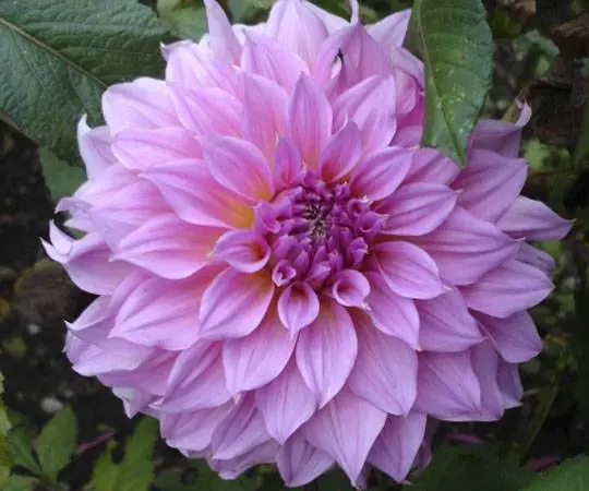 Varieties of dahlias with photos and descriptions