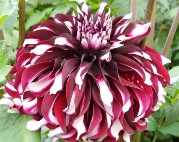 Varieties of dahlias with photos and descriptions