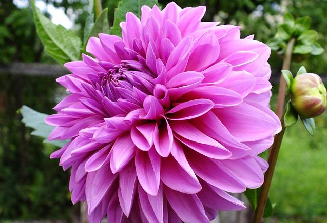 Varieties of dahlias with photos and descriptions