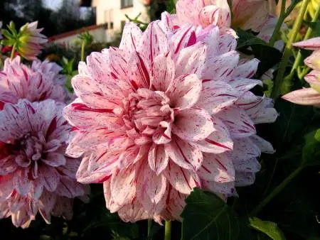 Varieties of dahlias with photos and descriptions