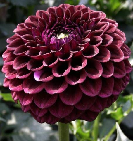 Varieties of dahlias with photos and descriptions