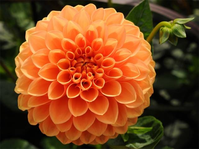 Varieties of dahlias with photos and descriptions