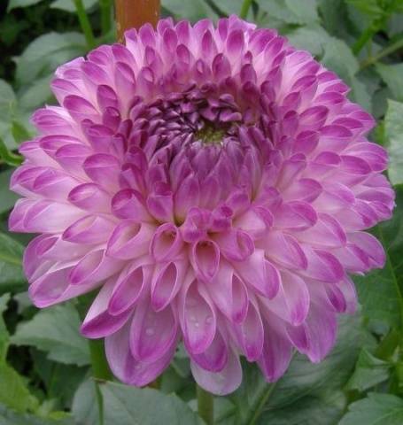 Varieties of dahlias with photos and descriptions