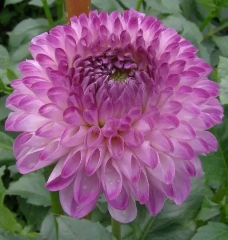 Varieties of dahlias with photos and descriptions