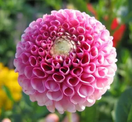 Varieties of dahlias with photos and descriptions