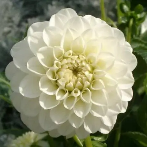 Varieties of dahlias with photos and descriptions