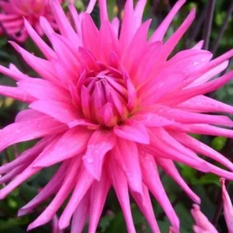 Varieties of dahlias with photos and descriptions