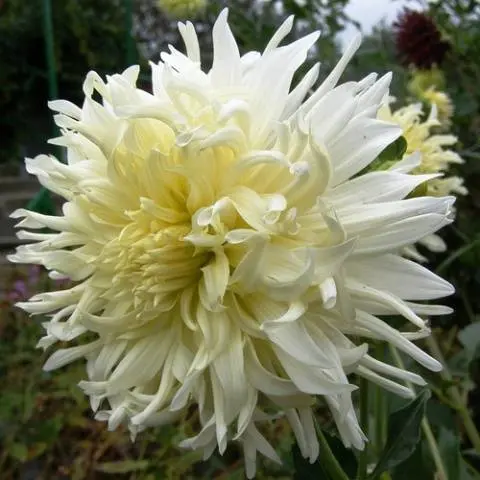 Varieties of dahlias with photos and descriptions