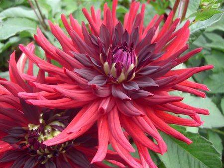 Varieties of dahlias with photos and descriptions