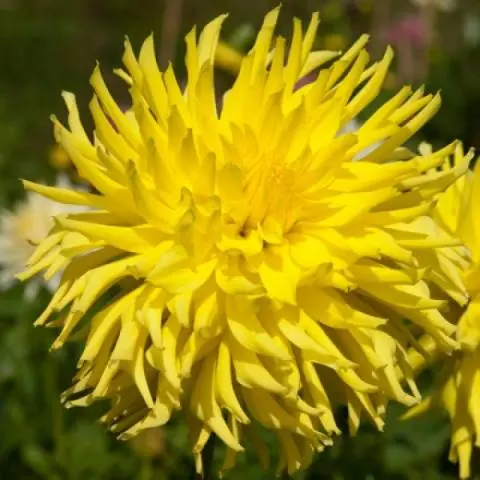 Varieties of dahlias with photos and descriptions